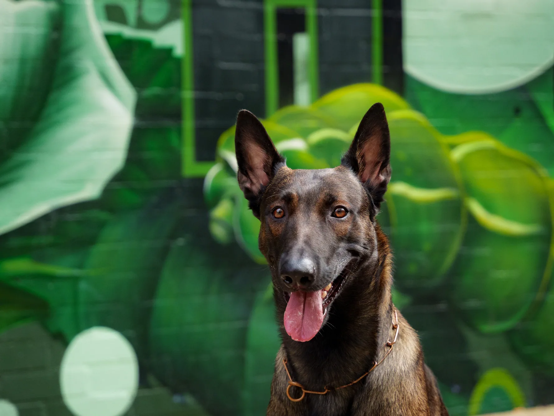 Close-up portrait of a focused working dog against a green mural