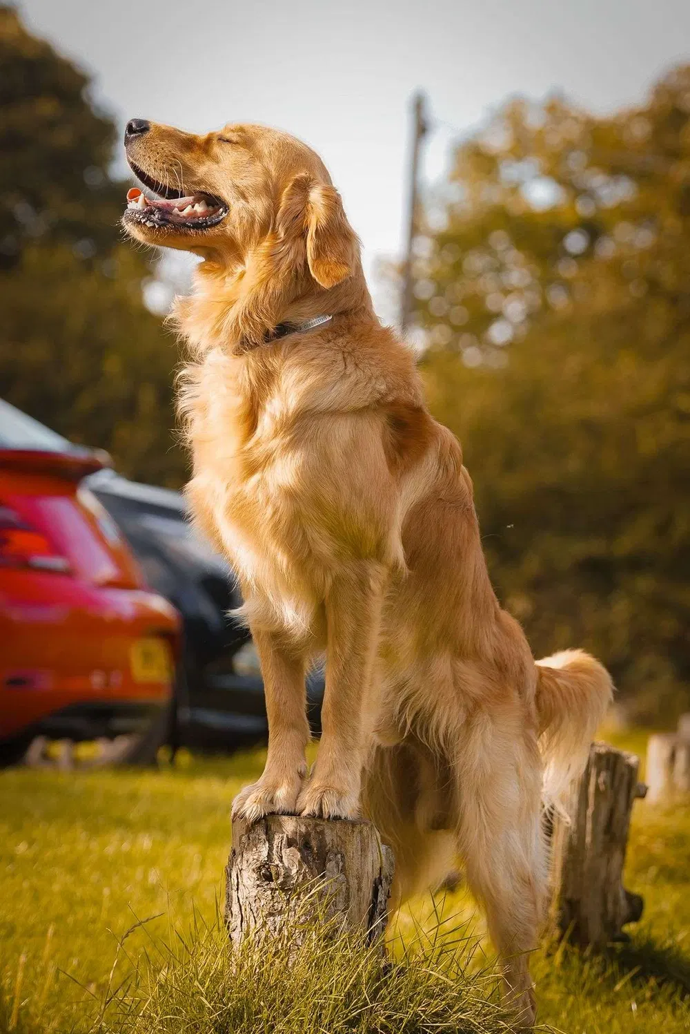 Golden retriever standing during outdoor dog training in Birmingham