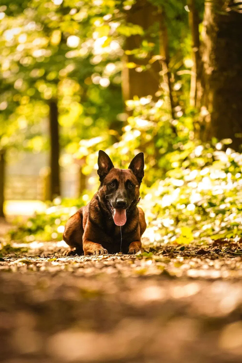 Working dog holding focus during woodland training with Miracle K9 Academy