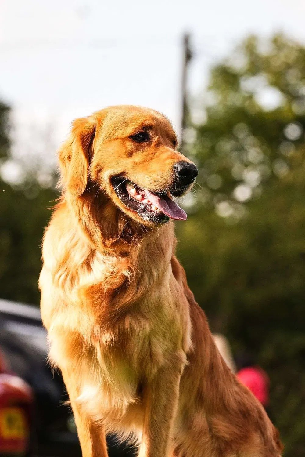 Golden retriever portrait during an outdoor Miracle K9 Academy session