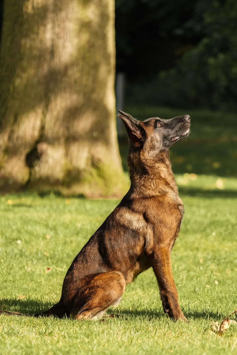 Working dog sitting attentively during obedience training in Birmingham
