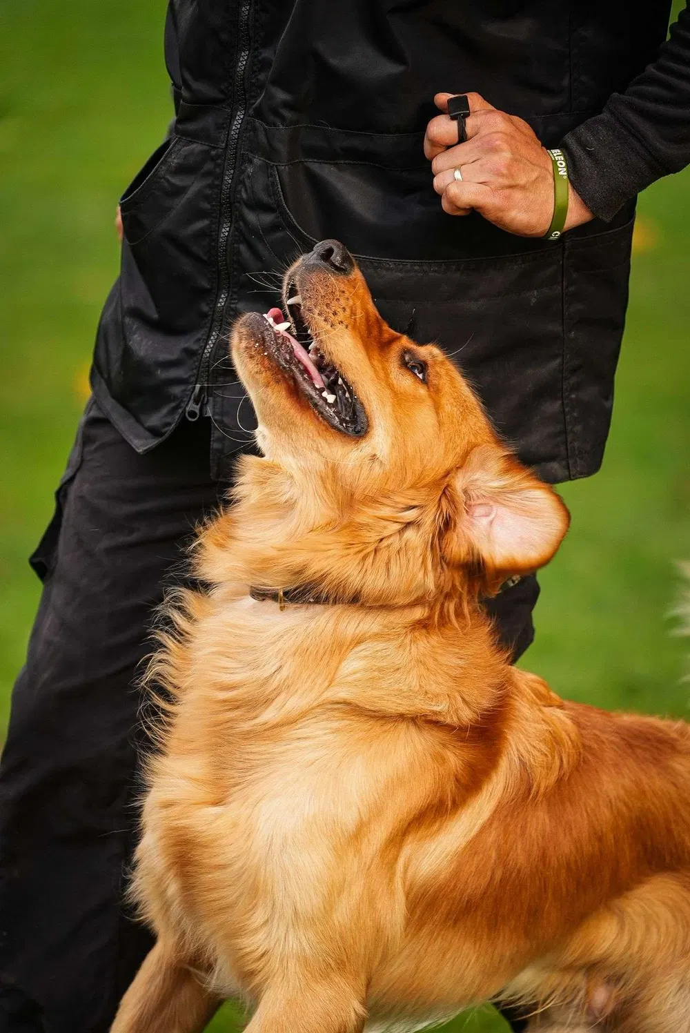 Golden retriever engaging closely with a handler during training