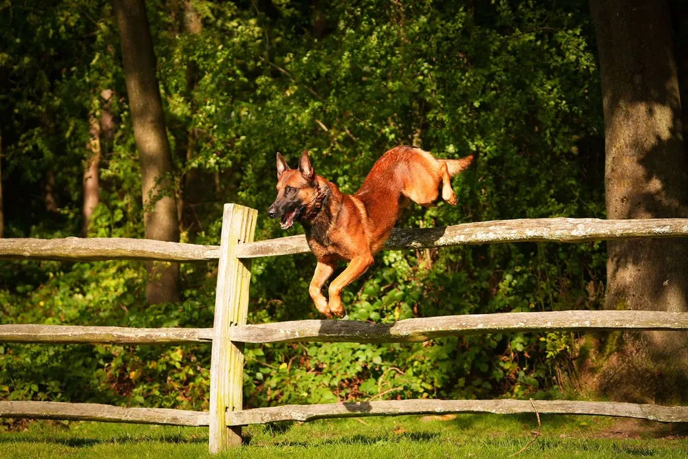 Working dog jumping a fence during agility and engagement training