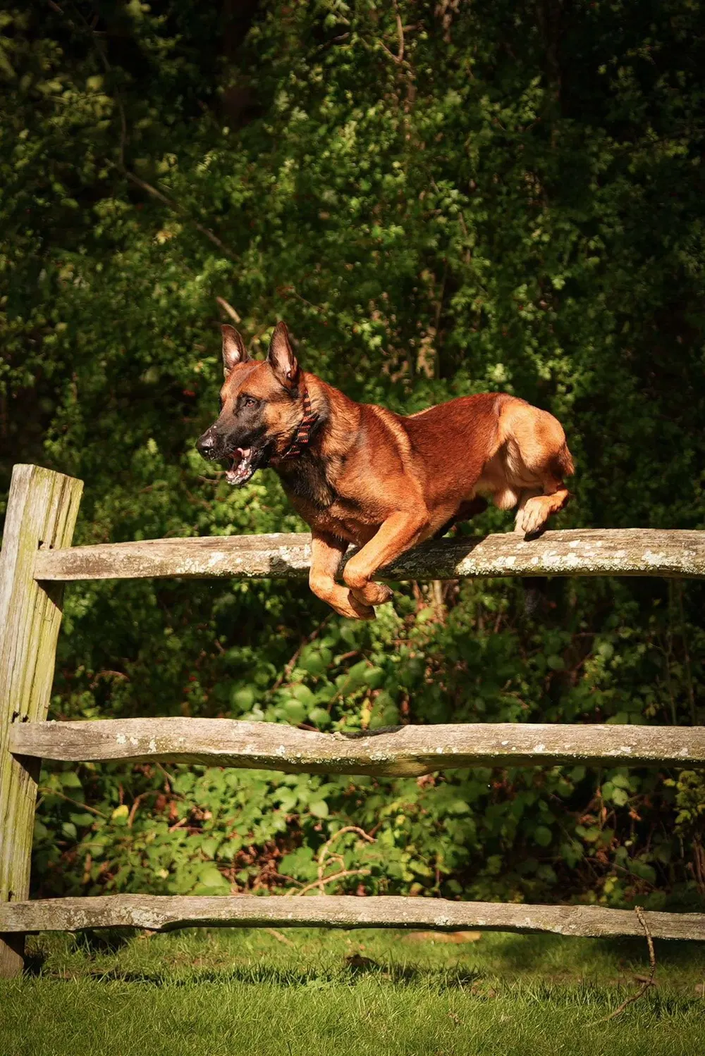 Working dog clearing a wooden fence during outdoor training