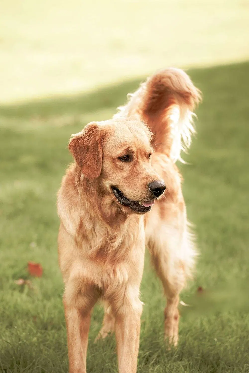 Golden retriever running outdoors during a training session
