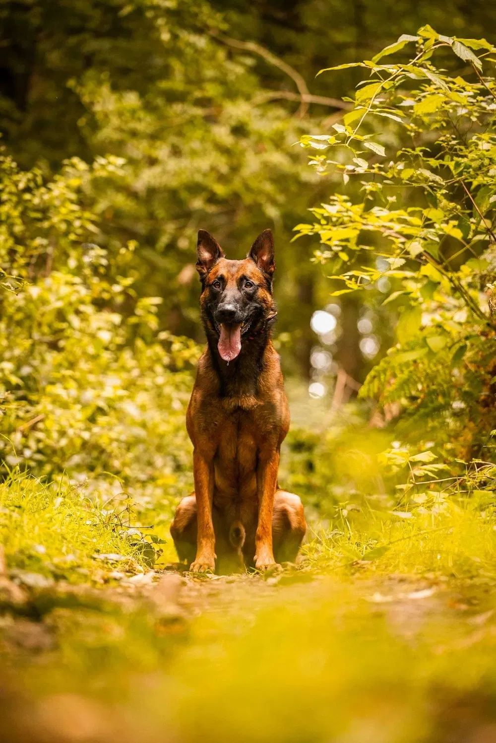 Working dog running through woodland during recall training