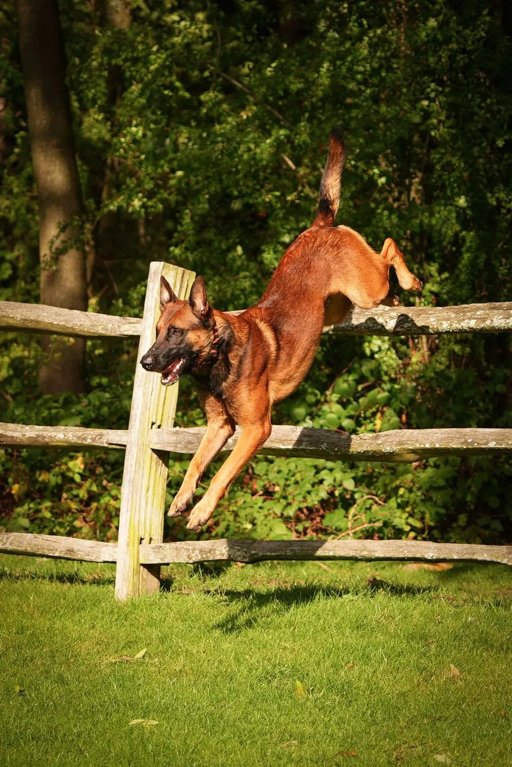 Working dog jumping a fence during a Miracle K9 Academy session