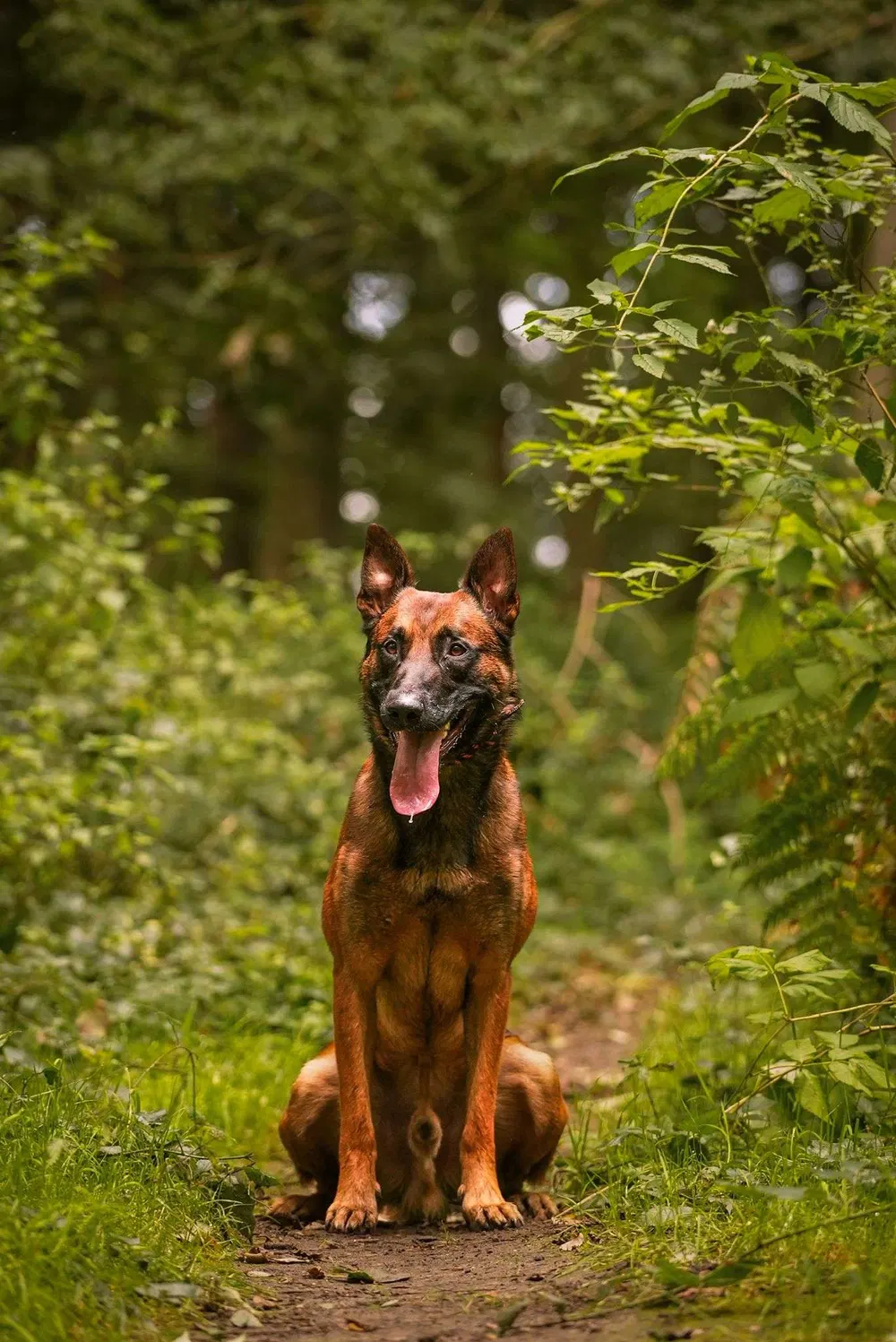 Working dog sitting attentively in a woodland training setting