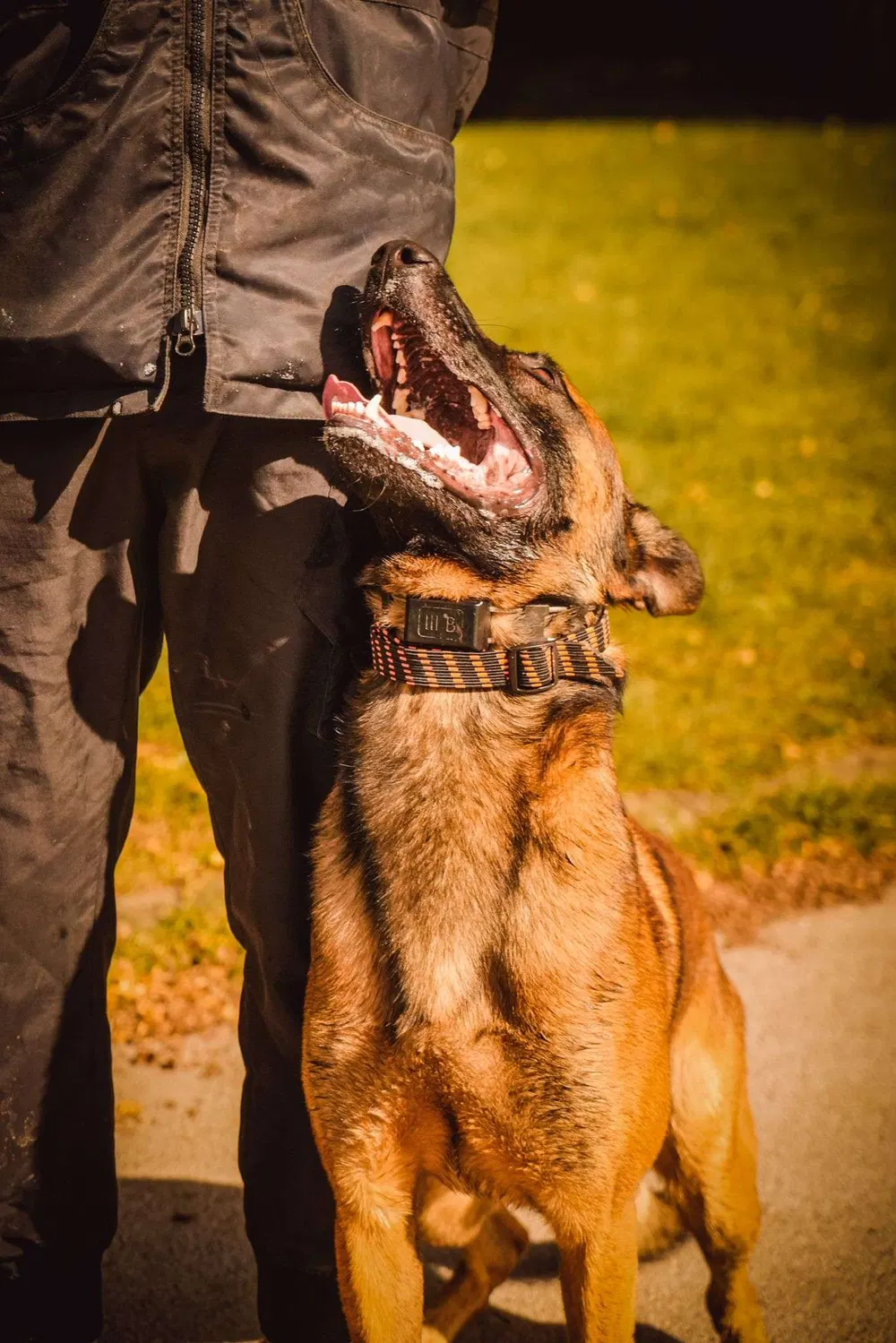 Close-up of a working dog maintaining focus on its handler