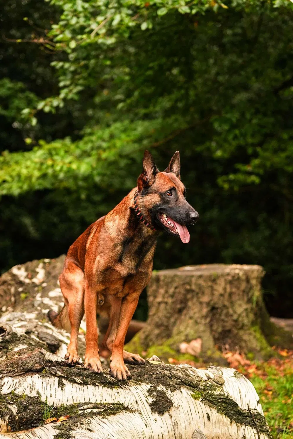 Working dog posed on a woodland log during outdoor training