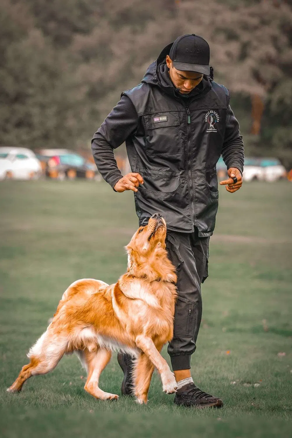 Trainer guiding a golden retriever through focused movement training