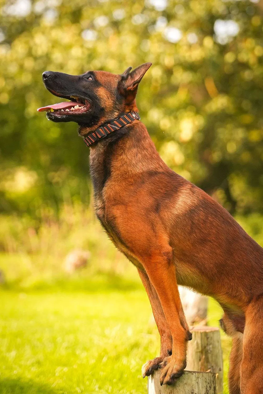 Working dog looking upward during focus and engagement training