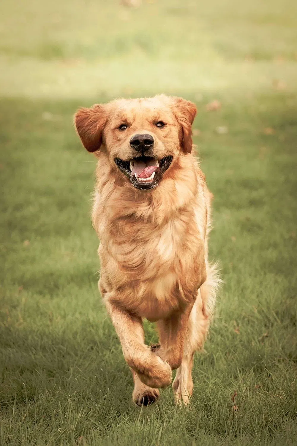 Golden retriever running toward the camera during recall work