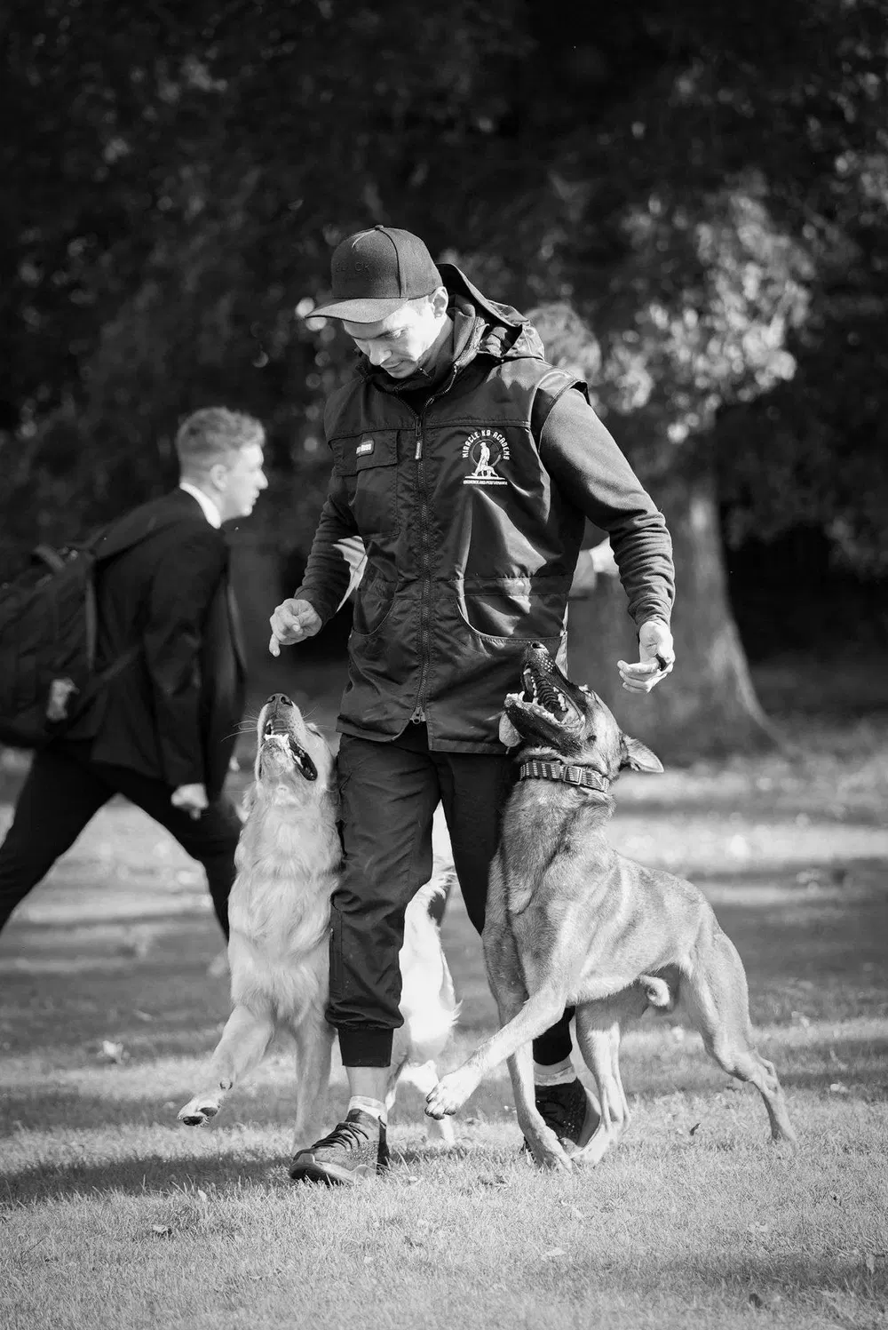 Black and white action photograph of handler and working dog training