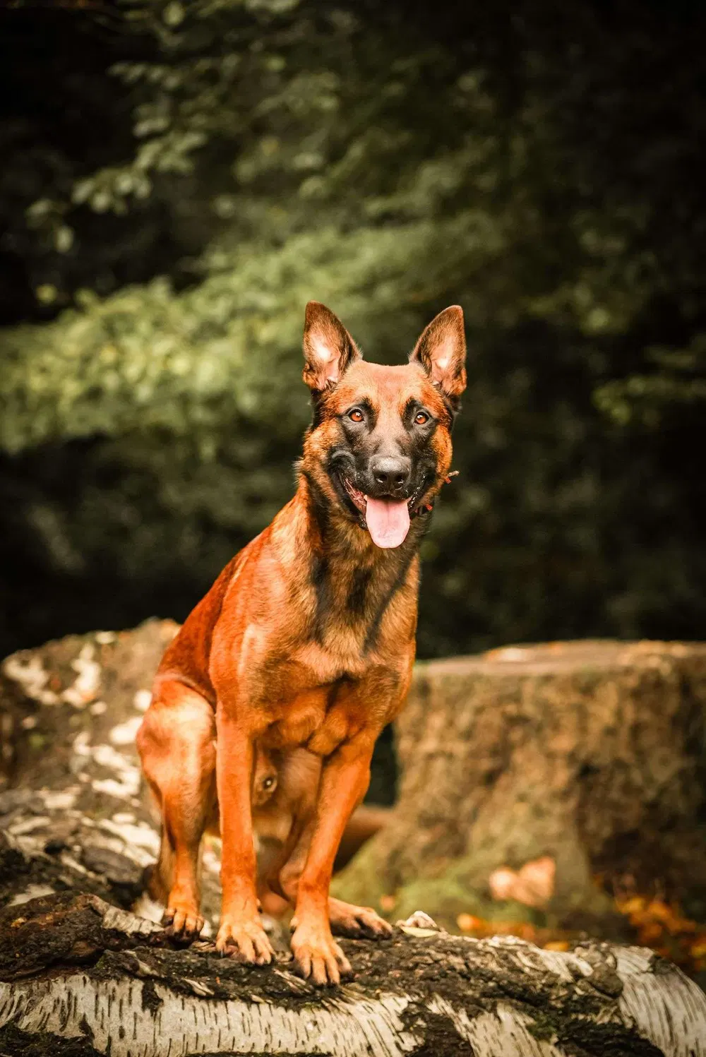 Working dog sitting alert on a woodland log during training