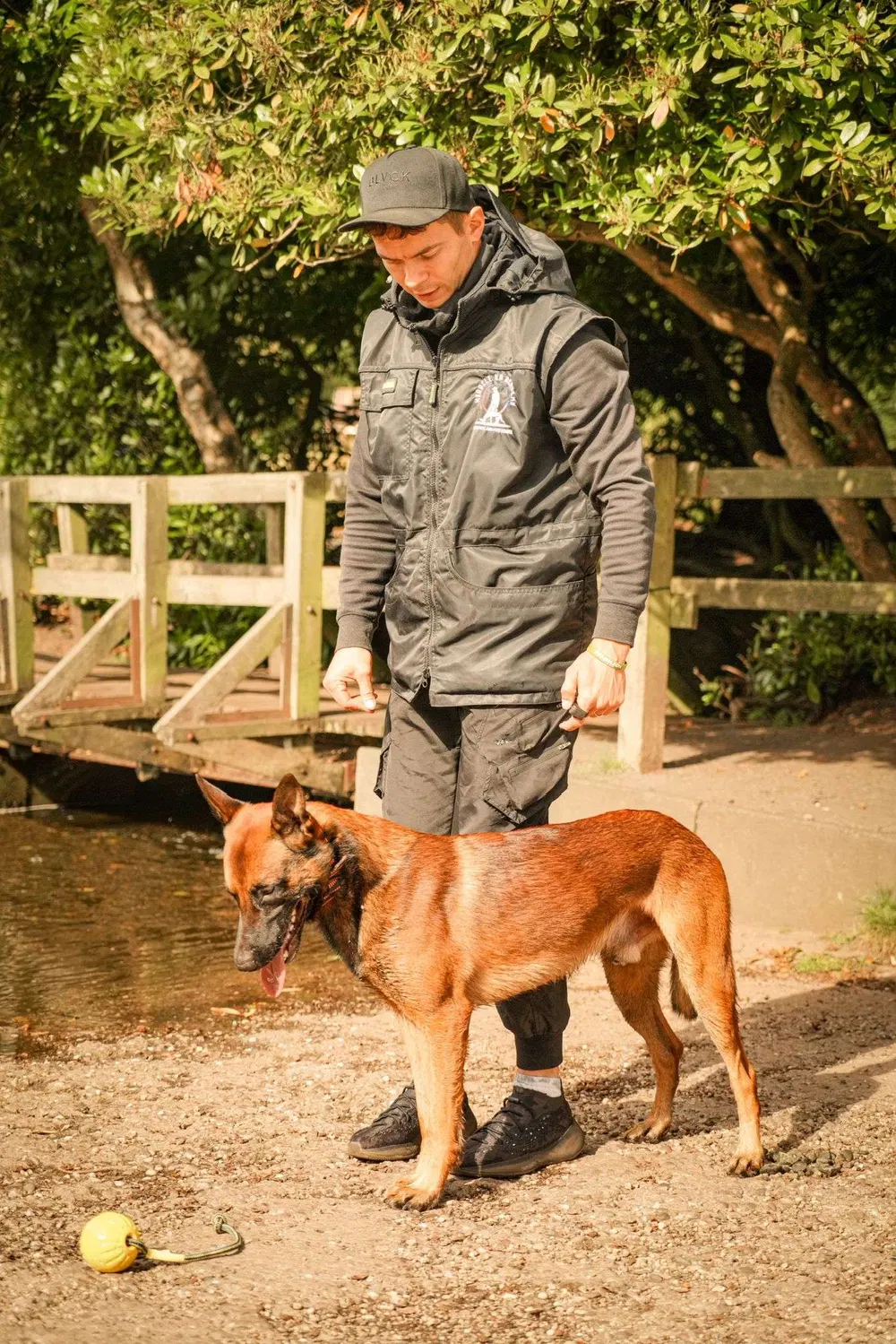 Trainer guiding a working dog during an outdoor obedience session