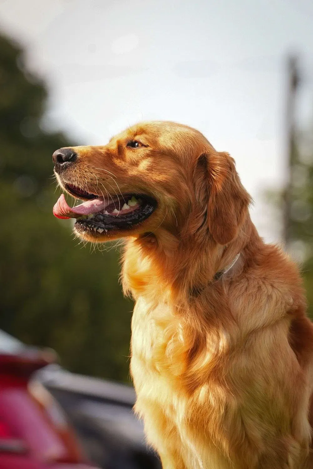 Golden retriever side portrait from a Miracle K9 Academy session