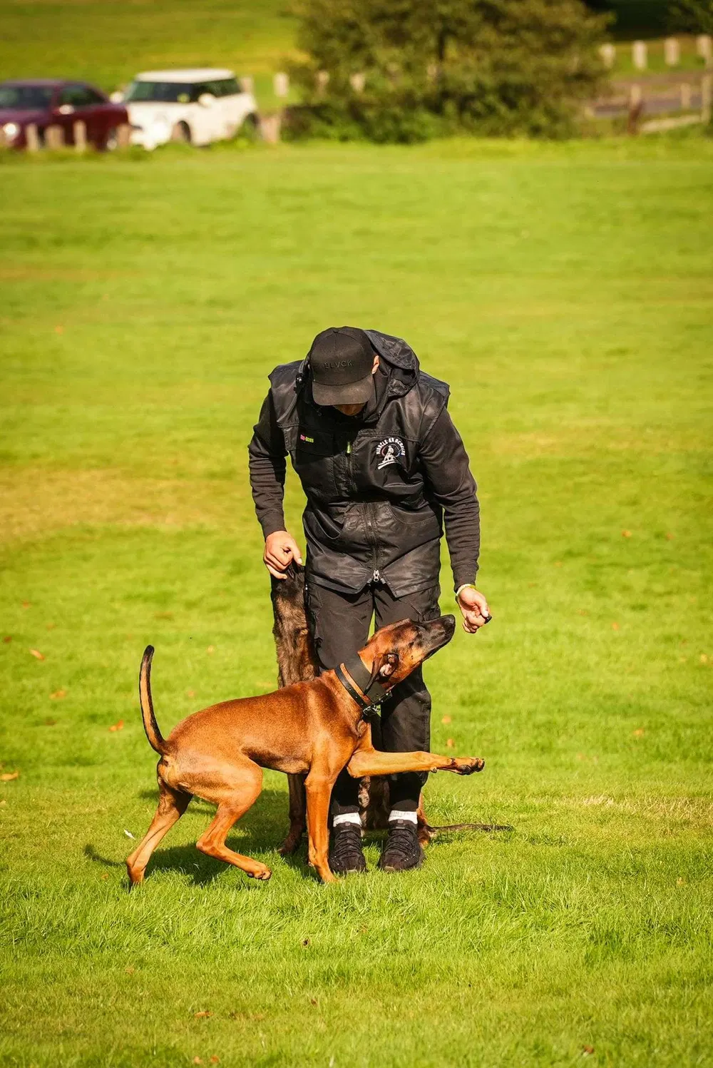 Trainer working a dog around a training platform outdoors