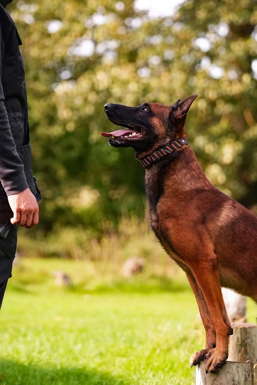 Working dog focused upward during engagement training