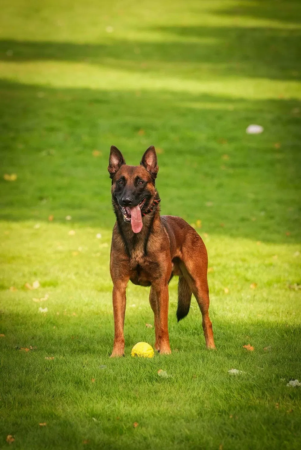 Working dog standing alert on a Birmingham training field