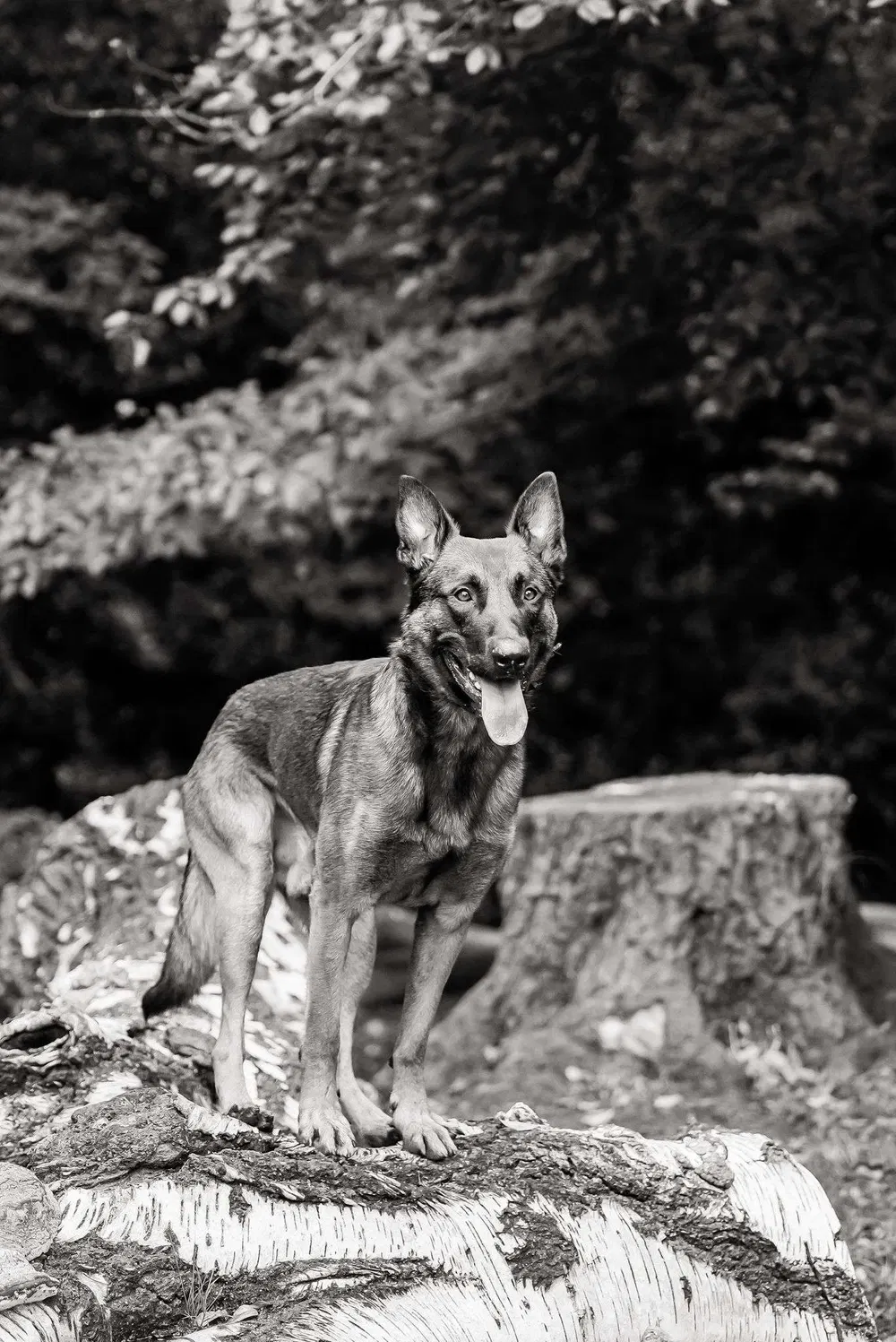 Black and white photograph of a working dog training in woodland