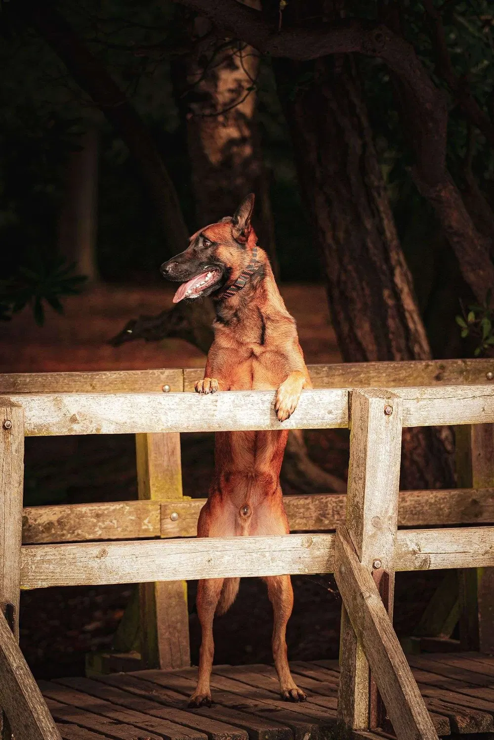 Working dog jumping a wooden barrier during an evening training session