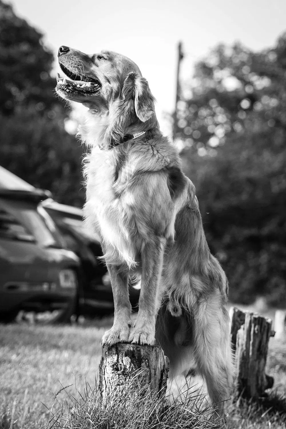 Black and white golden retriever portrait during outdoor training