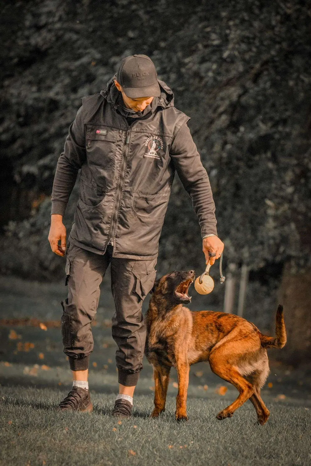Trainer guiding a working dog during precise obedience work