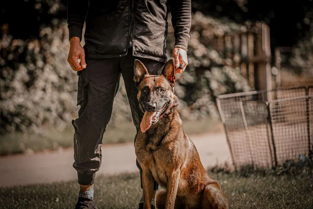Working dog walking closely beside its handler during training