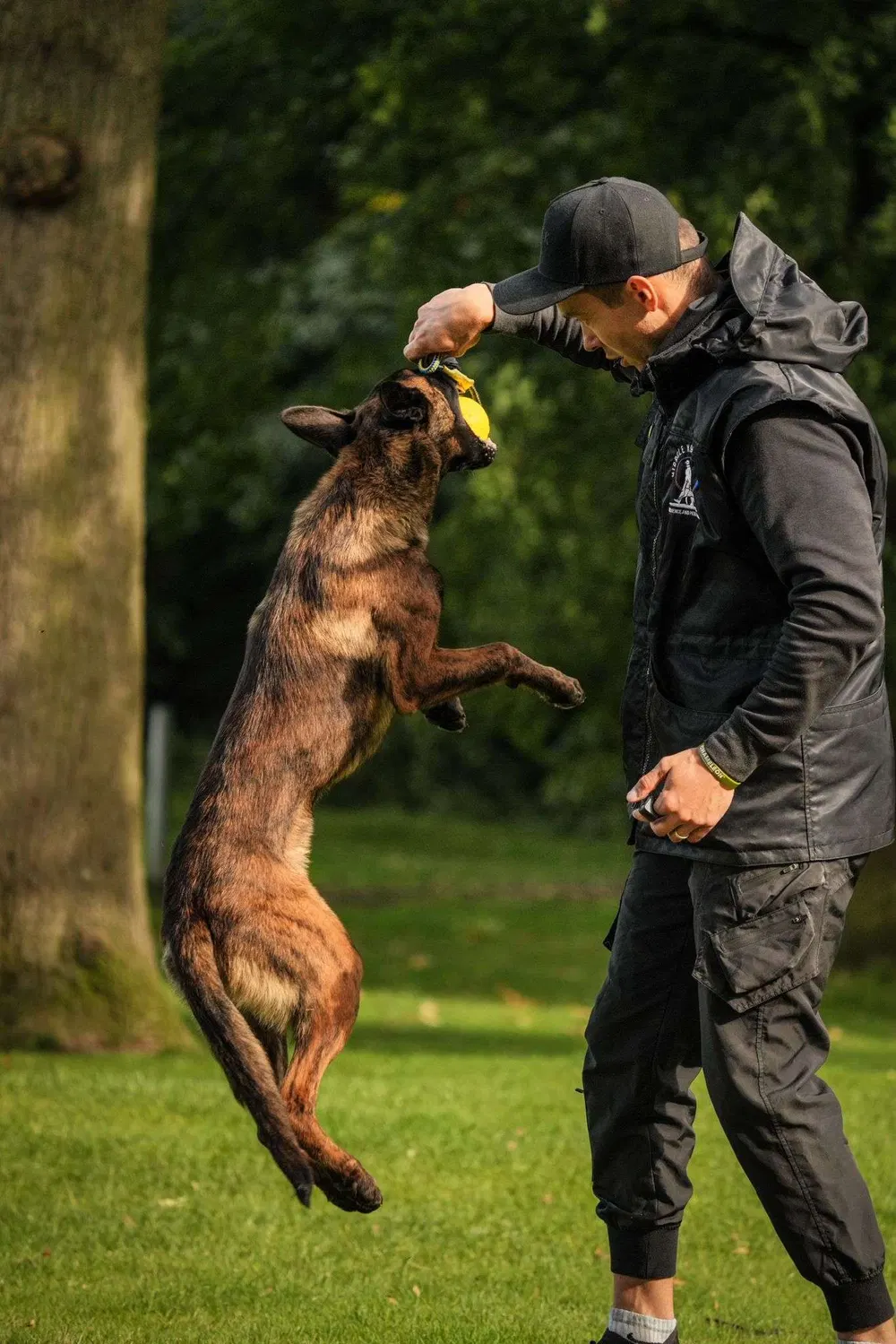 Trainer rewarding a jumping working dog during engagement training