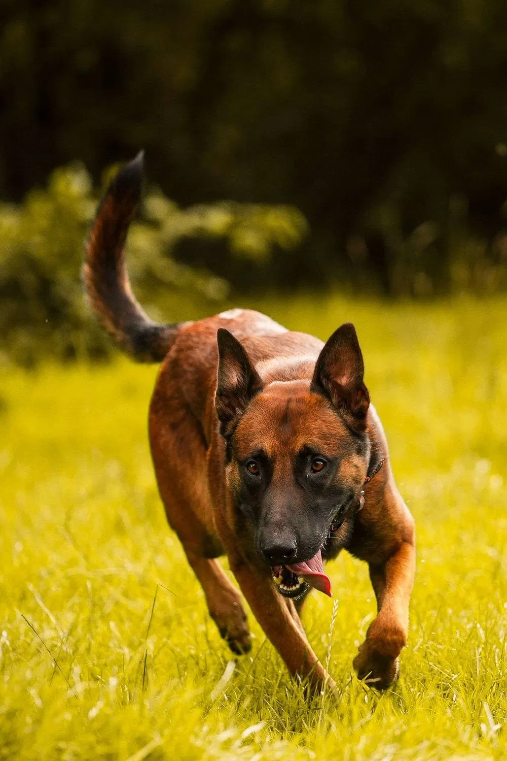 Working dog running through grass during recall and drive training
