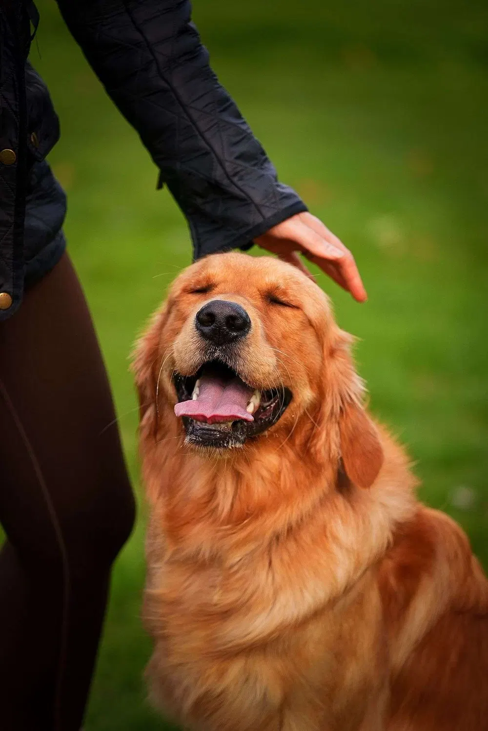 Golden retriever looking up at its handler during training