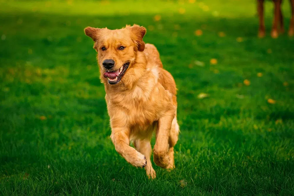 Golden retriever running across grass during outdoor training in Birmingham
